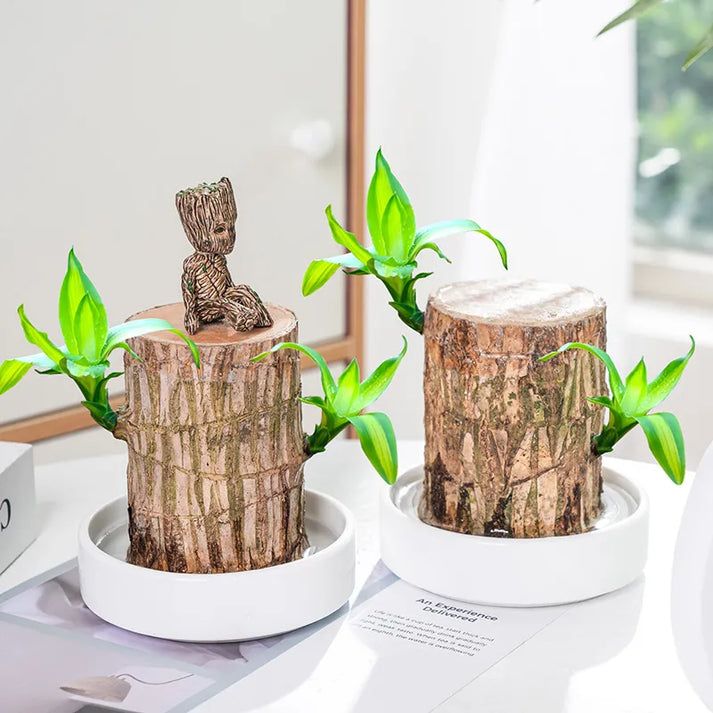 Brazilian Lucky Wood Plant (CERTIFIED ORIGINAL WITH Imported Certificate ) ( BUY 1 GET 1 FREE )⭐️⭐️⭐️⭐️ 4.9/5 Reviews