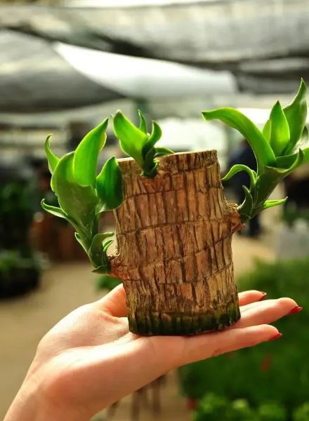 Brazilian Lucky Wood Plant (CERTIFIED ORIGINAL WITH Imported Certificate ) ( BUY 1 GET 1 FREE )⭐️⭐️⭐️⭐️ 4.9/5 Reviews