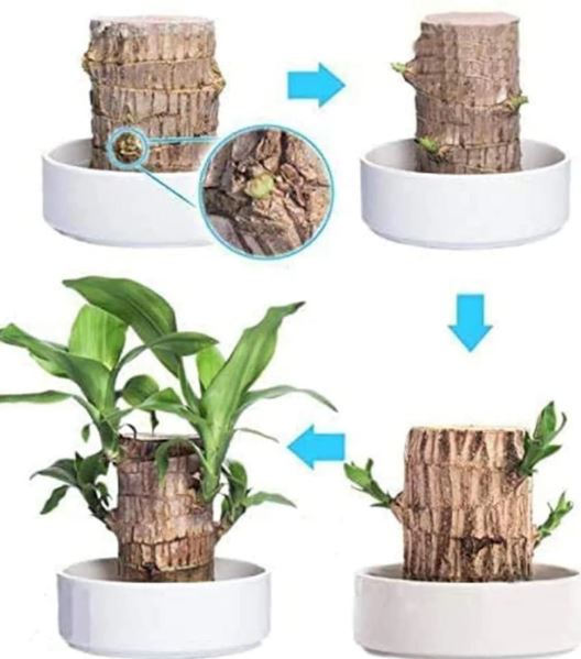 Brazilian Lucky Wood Plant (CERTIFIED ORIGINAL WITH Imported Certificate ) ( BUY 1 GET 1 FREE )⭐️⭐️⭐️⭐️ 4.9/5 Reviews
