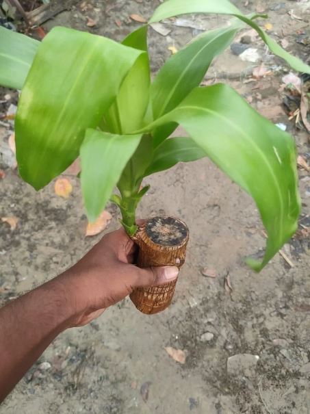 Brazilian Lucky Wood Plant (CERTIFIED ORIGINAL WITH Imported Certificate ) ( BUY 1 GET 1 FREE )⭐️⭐️⭐️⭐️ 4.9/5 Reviews