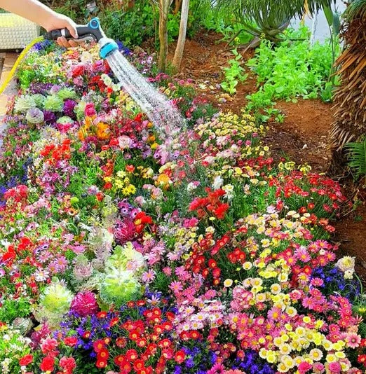 Premium Flower seeds| BUY 1 GET 1 FREE | ⭐️⭐️⭐️⭐️ 4.9/5 Reviews