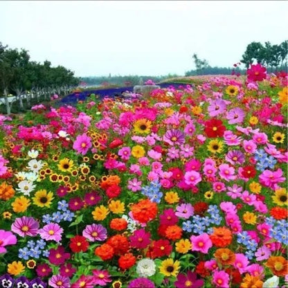 Premium Flower seeds| BUY 1 GET 1 FREE | ⭐️⭐️⭐️⭐️ 4.9/5 Reviews