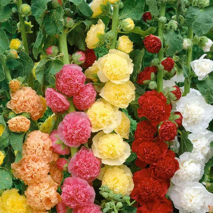 Premium Flower seeds| BUY 1 GET 1 FREE | ⭐️⭐️⭐️⭐️ 4.9/5 Reviews